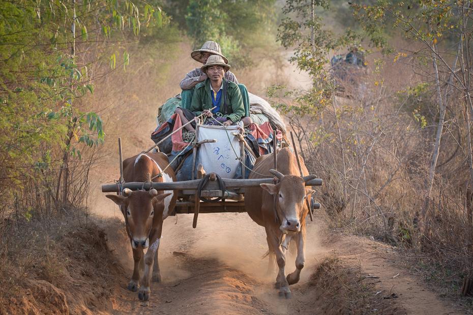  Zaprzęg drodze Nikon D7100 AF-S Nikkor 70-200mm f/2.8G 0 Myanmar rodzaj transportu drzewo wózek pojazd juczne zwierzę obszar wiejski roślina gleba ślad wół