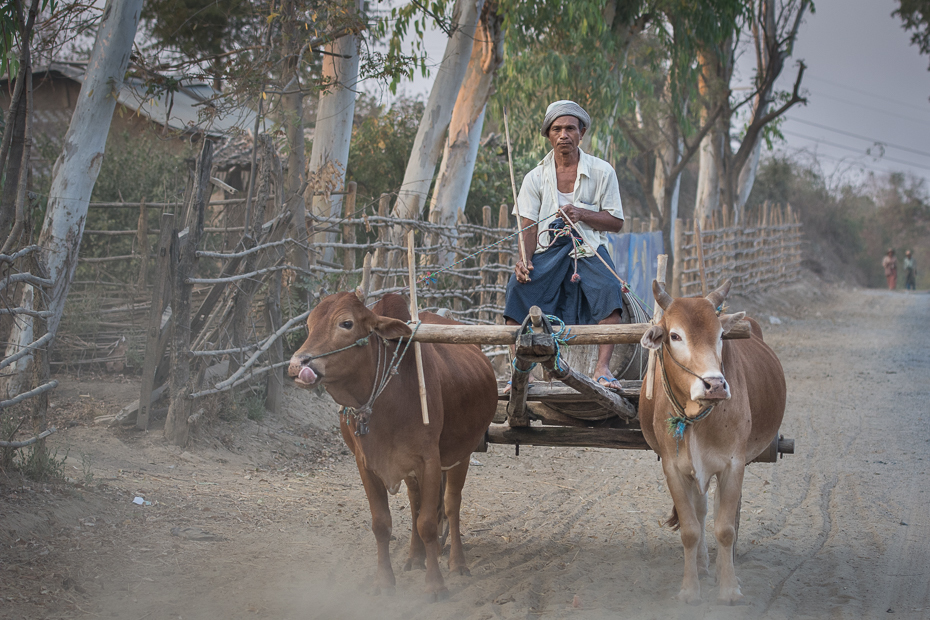  Zaprzęg drodze Nikon D7100 AF-S Nikkor 70-200mm f/2.8G 0 Myanmar bydło takie jak ssak wózek rodzaj transportu oxcart obszar wiejski pojazd juczne zwierzę drzewo wół ranczo