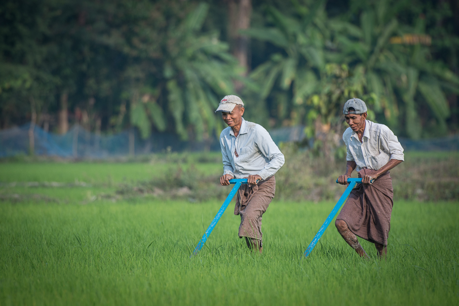  Uprawa ryżu Ludzie Nikon D7100 AF-S Nikkor 70-200mm f/2.8G 0 Myanmar Zielony Natura roślina trawa pole łąka pole ryżowe rolnictwo trawnik drzewo