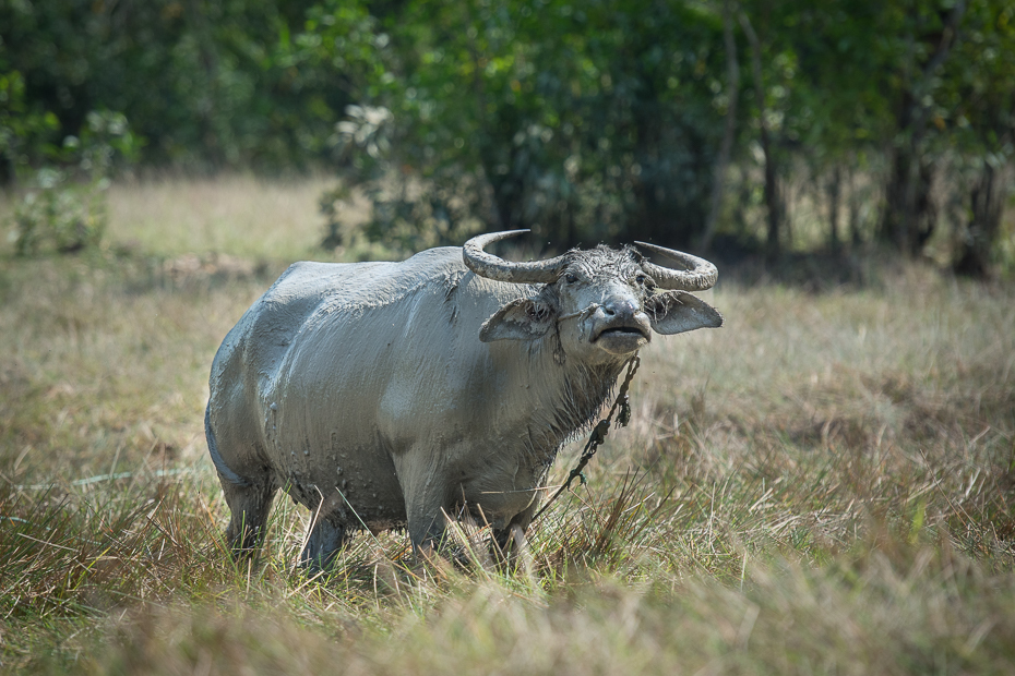  Byk Przyroda Nikon D7100 AF-S Nikkor 70-200mm f/2.8G 0 Myanmar wodny bawół dzikiej przyrody zwierzę lądowe łąka bydło takie jak ssak trawa róg fauna safari Park Narodowy