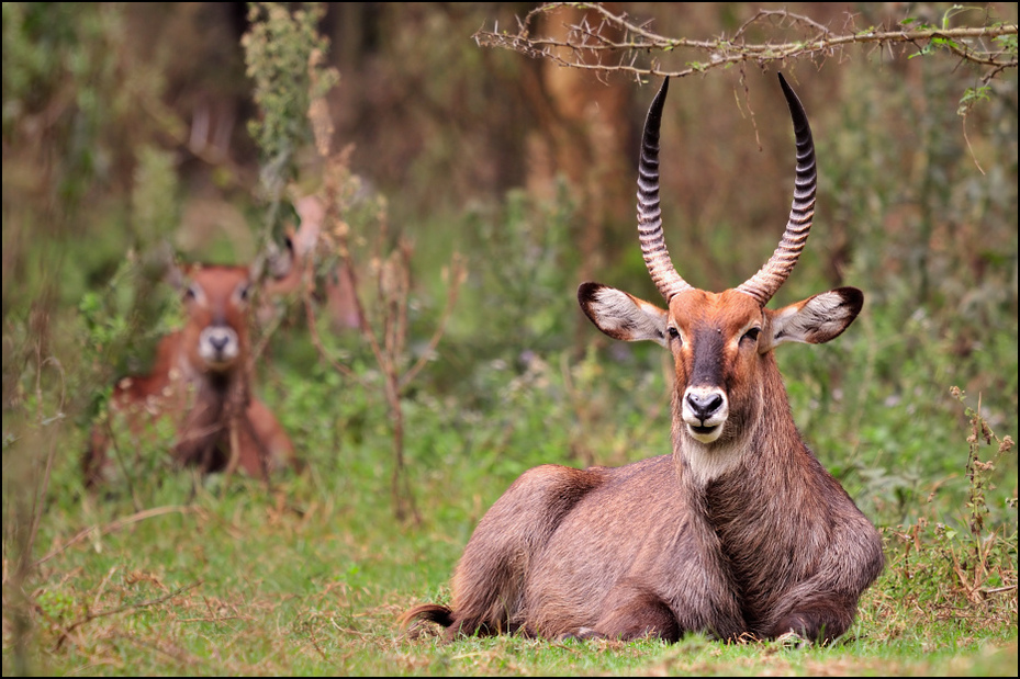  Kob śniady Zwierzęta Nikon D300 Sigma APO 500mm f/4.5 DG/HSM Kenia 0 dzikiej przyrody fauna antylopa róg zwierzę lądowe waterbuck impala trawa bongo gazela