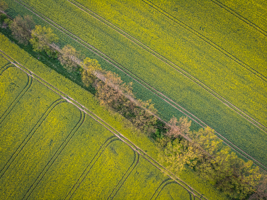  Rzepak Krajobraz Mavic Air Zielony pole rolnictwo Fotografia lotnicza przyciąć liść obszar wiejski łąka Równina trawa
