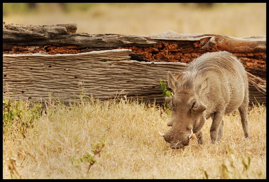  Guziec Przyroda guziec ssaki Nikon D200 Sigma APO 500mm f/4.5 DG/HSM Kenia 0 dzikiej przyrody fauna ssak świnia jak ssak trawa łąka świnia pysk zwierzę lądowe
