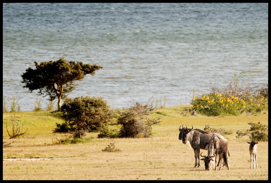  Antylopa gnu Przyroda Nikon D200 Sigma APO 500mm f/4.5 DG/HSM Kenia 0 dzikiej przyrody fauna sawanna łąka pustynia drzewo trawa safari pastwisko niebo