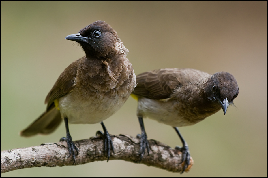  Bilbil ogrodowy Ptaki Nikon D300 Sigma APO 500mm f/4.5 DG/HSM Kenia 0 ptak fauna dziób pióro słowik ptak przysiadujący wróbel Emberizidae zięba Wróbel