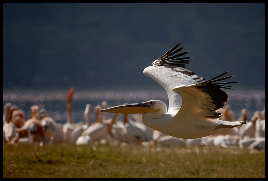  Pelikan Ptaki pelikan rózowy ptaki Nikon D200 Sigma APO 500mm f/4.5 DG/HSM Kenia 0 ptak ptak morski dziób niebo dzikiej przyrody żuraw jak ptak skrzydło ecoregion zbiory fotografii