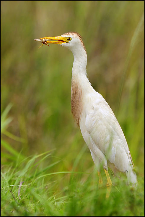  Czapla złotawa Ptaki Nikon D300 Sigma APO 500mm f/4.5 DG/HSM USA, Floryda 0 ptak fauna dziób Wielka czapla dzikiej przyrody egret bocian Ciconiiformes czapla ibis