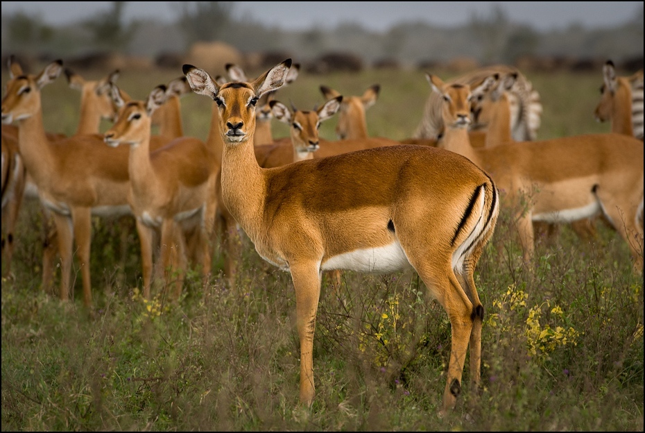  Impala Zwierzęta Nikon D200 AF-S Nikkor 70-200mm f/2.8G Kenia 0 dzikiej przyrody ekosystem zwierzę lądowe fauna ssak gazela antylopa impala pustynia springbok