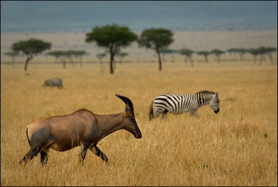  Topi Zwierzęta Nikon D200 AF-S Nikkor 70-200mm f/2.8G Kenia 0 dzikiej przyrody łąka zwierzę lądowe ekosystem fauna sawanna zebra pustynia safari gnu