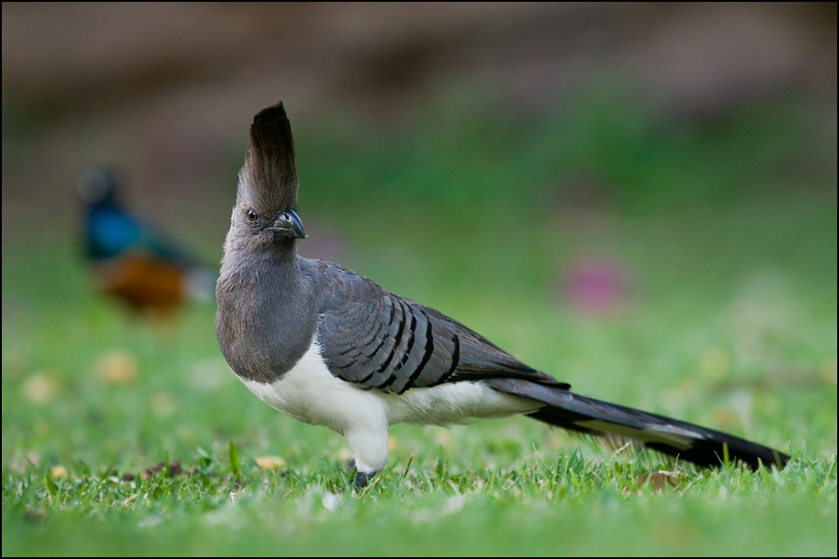  Hałaśnik białobrzuchy Ptaki Nikon D300 Sigma APO 500mm f/4.5 DG/HSM Kenia 0 ptak fauna dziób gołębie i gołębie dzikiej przyrody stock photography gołąb pióro trawa organizm ogon