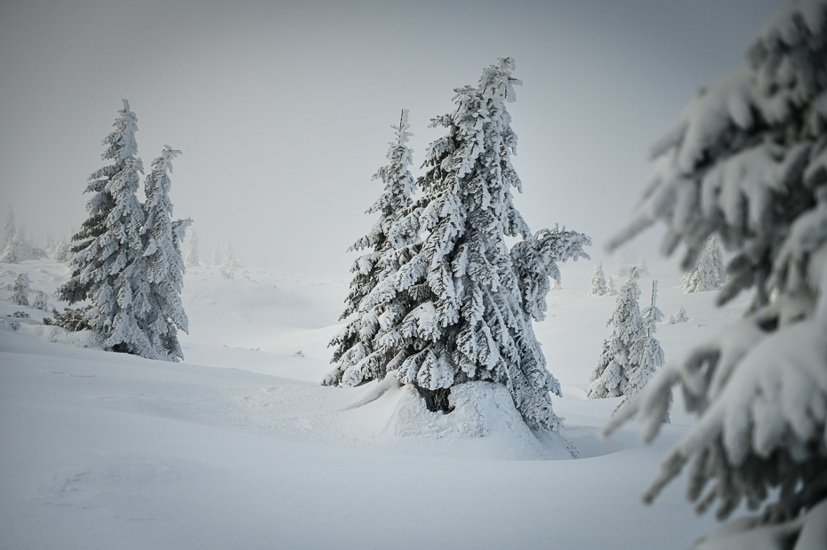  Śnieżka 0 Karkonosze Nikon Laowa D-Dreamer 12mm f/2.8 śnieg zimowy drzewo biały Natura zamrażanie Zjawisko atmosferyczne mróz gałąź Czarny i biały