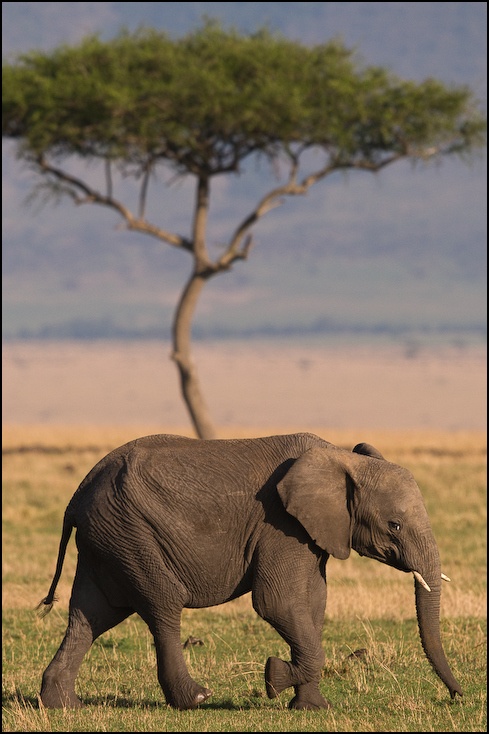 Słoń Zwierzęta Nikon D300 Sigma APO 500mm f/4.5 DG/HSM Kenia 0 słoń słonie i mamuty dzikiej przyrody zwierzę lądowe łąka ekosystem słoń indyjski fauna pustynia sawanna