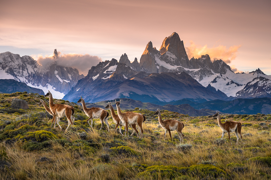  Fitz Roy Argentyna Nikon Nikkor 24-70mm f/4 0 Patagonia Natura Naturalny krajobraz dzikiej przyrody górzyste formy terenu Góra łąka niebo stado pasmo górskie pustynia