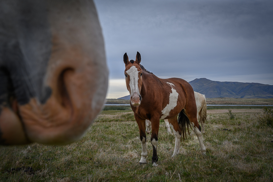  Konie Argentyna Nikon Nikkor 24-70mm f/4 0 Patagonia koń łąka niebo pastwisko koń mustang grzywa klacz ecoregion trawa