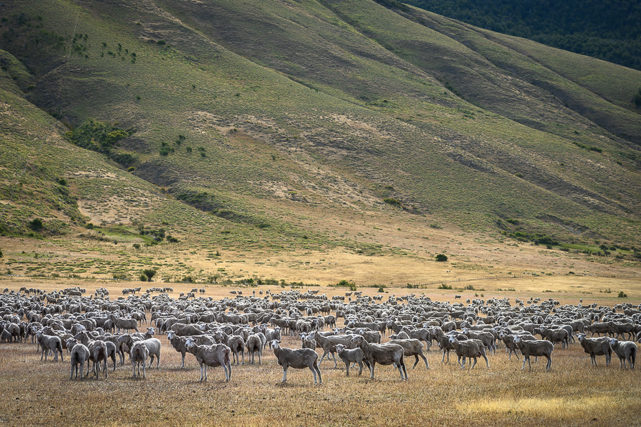  Owce Argentyna Nikon Nikkor 24-70mm f/4 0 Patagonia stado wypas migracja zwierząt owca dzikiej przyrody średniogórze łąka pastwisko pasący się