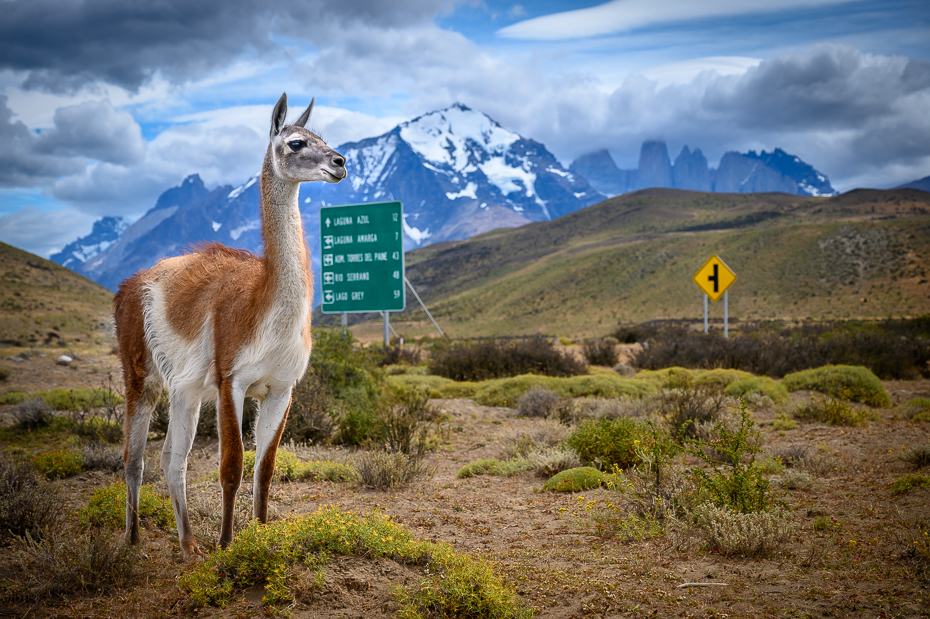  Gwanako andyjskie Chile Nikon Nikkor 24-70mm f/4 0 Patagonia Naturalny krajobraz Natura niebo guanako górzyste formy terenu dzikiej przyrody średniogórze Góra pustynia Lama