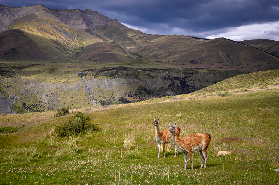  Gwanako andyjskie Chile Nikon Nikkor 24-70mm f/4 0 Patagonia łąka Naturalny krajobraz guanako górzyste formy terenu Natura pastwisko dzikiej przyrody średniogórze pustynia Góra