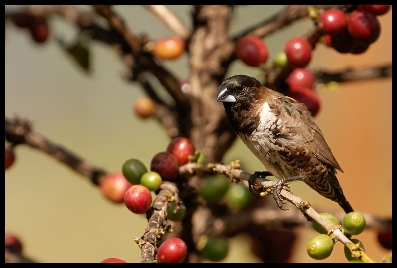  Mniszka srokata Ptaki mniszka ptaki kenia Nikon D200 Sigma APO 500mm f/4.5 DG/HSM Kenia 0 ptak fauna dziób flora gałąź Gałązka zięba wiosna ptak przysiadujący Wróbel