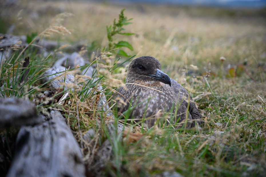  Wydrzyk amerykański Ptaki Nikon Nikkor 24-70mm f/4 0 Patagonia ptak dziób dzikiej przyrody trawa rodzina traw roślina Adaptacja społeczność roślin pióro ptak przysiadujący