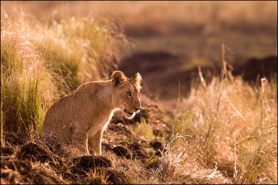  Młody lew Zwierzęta Nikon D300 Sigma APO 500mm f/4.5 DG/HSM Kenia 0 dzikiej przyrody fauna ssak pustynia Lew ekosystem łąka trawa puma zwierzę lądowe