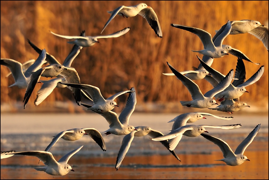  Mewy Ptaki Nikon D300 Sigma APO 500mm f/4.5 DG/HSM Zwierzęta fauna łopata dzikiej przyrody migracja zwierząt dziób ptak wodny ptak