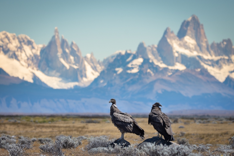  Sępy Fitz Roy Ptaki Nikon D7200 Sigma 150-600mm f/5-6.3 HSM 0 Patagonia dzikiej przyrody ptak pustynia Góra niebo ecoregion pasmo górskie krajobraz dziób Park Narodowy