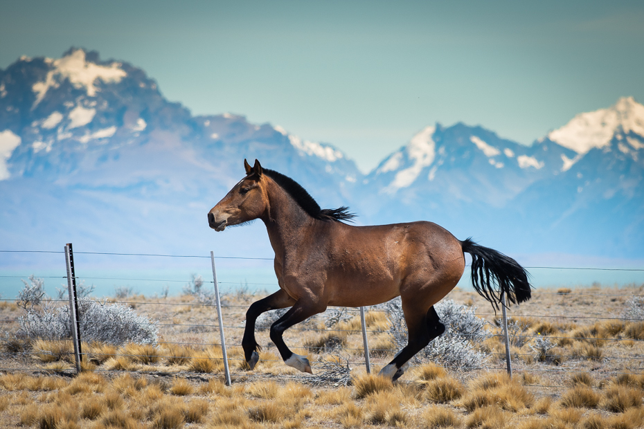  Koń Argentyna Nikon D7200 Sigma 150-600mm f/5-6.3 HSM 0 Patagonia koń ssak kręgowiec koń mustang niebo ogier grzywa dzikiej przyrody łąka ecoregion