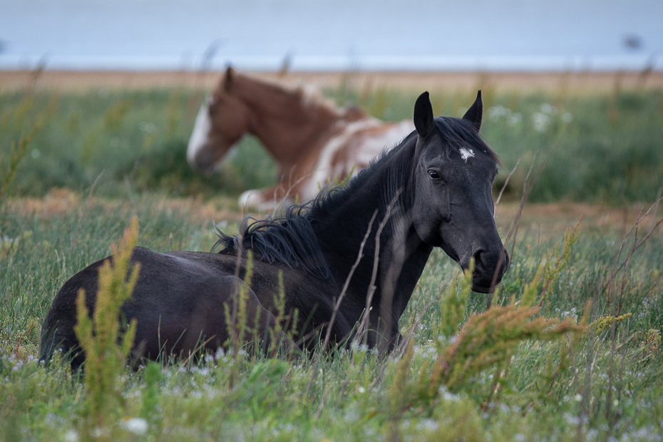  Konie Puerto Natales Chile Nikon D7200 Sigma 150-600mm f/5-6.3 HSM 0 Patagonia koń ssak kręgowiec grzywa pastwisko koń mustang klacz ogier łąka Źrebię