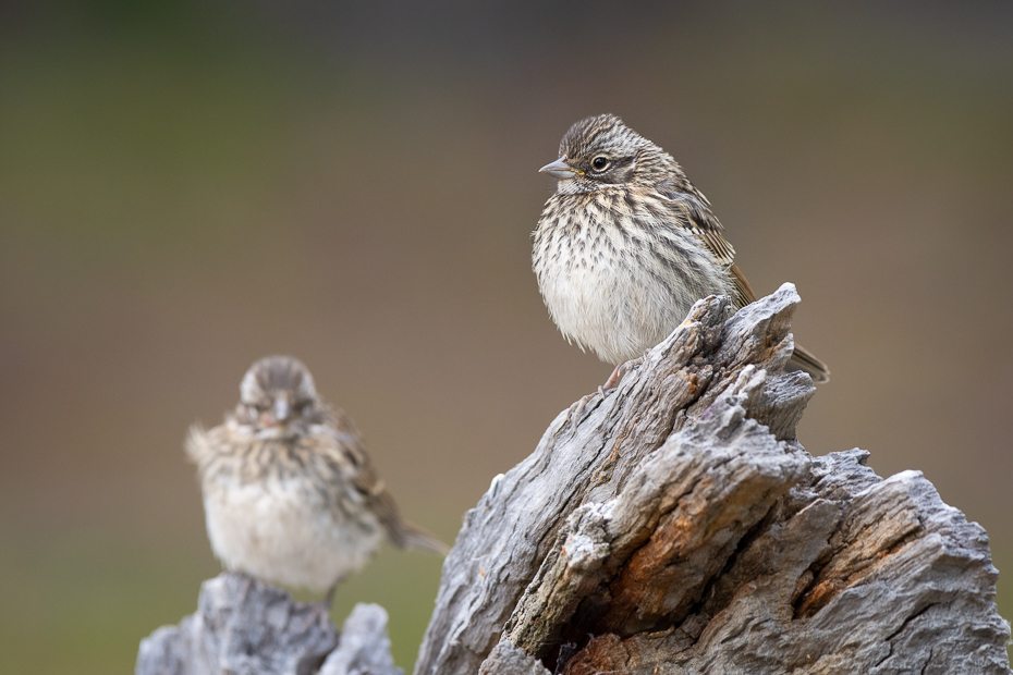  Chruściak jednobarwny Ptaki Nikon D7200 Sigma 150-600mm f/5-6.3 HSM 0 Patagonia ptak kręgowiec dziób Song Sparrow Swamp Sparrow zięba wróbel ptak przysiadujący Wróbel skowronek