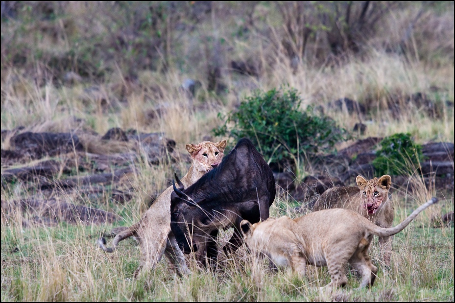  Antylopa objęciach lwów Zwierzęta Nikon D300 Sigma APO 500mm f/4.5 DG/HSM Kenia 0 dzikiej przyrody ssak ekosystem fauna pustynia Lew łąka trawa masajski lew zwierzę lądowe