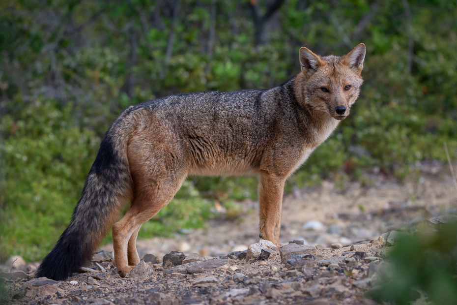  Lis andyjski Argentyna Nikon D7200 Sigma 150-600mm f/5-6.3 HSM 0 Patagonia ssak kręgowiec dzikiej przyrody Canidae szakal szary lis czerwony wilk kojot zwierzę lądowe Mięsożerne