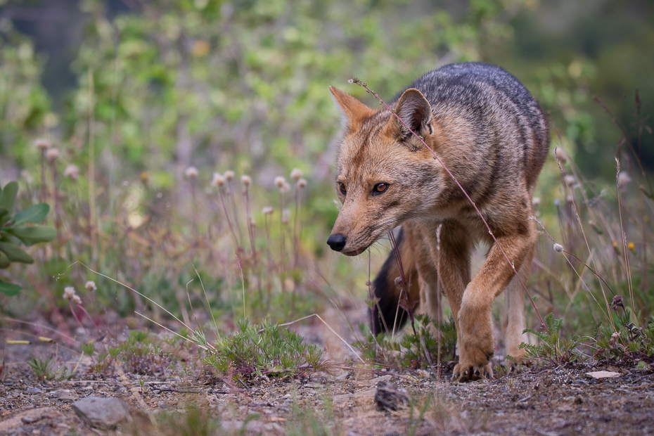  Lis andyjski Argentyna Nikon D7200 Sigma 150-600mm f/5-6.3 HSM 0 Patagonia ssak kręgowiec dzikiej przyrody Canidae czerwony wilk szakal kojot Mięsożerne zwierzę lądowe Psi