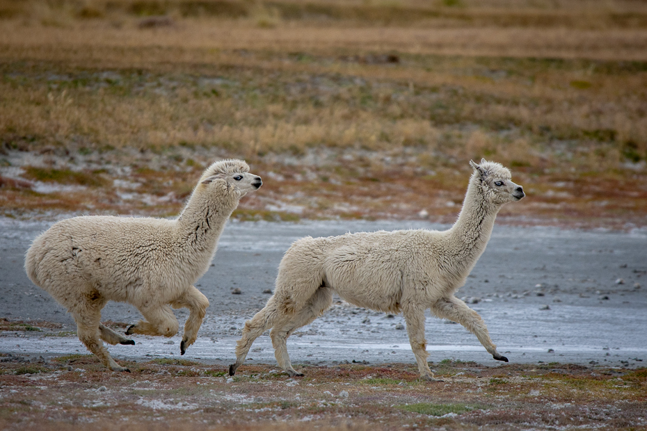  Lamy Argentyna Nikon D7200 Sigma 150-600mm f/5-6.3 HSM 0 Patagonia ssak kręgowiec Lama Alpaka Camelid Wigoń zwierzę lądowe dzikiej przyrody łąka ecoregion