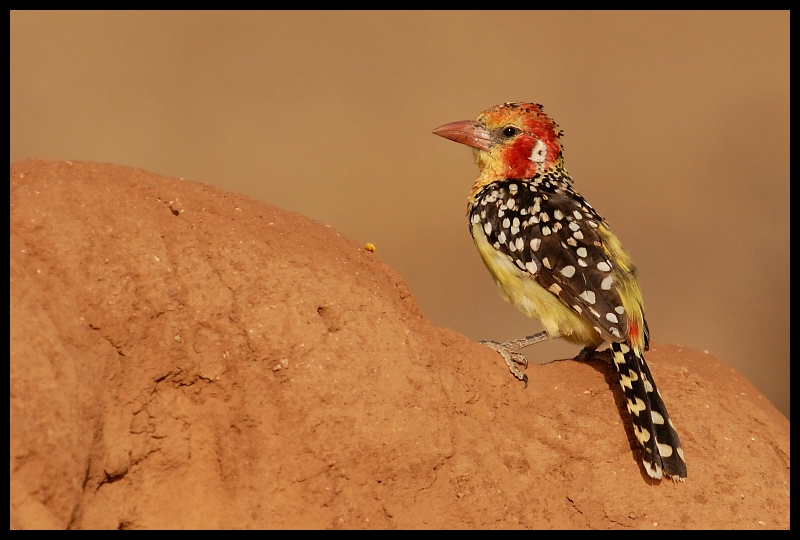  Brodal Czerwonouchy Ptaki ptaki Nikon D200 Sigma APO 500mm f/4.5 DG/HSM Kenia 0 ptak fauna dziób zięba dzikiej przyrody skowronek organizm pióro ptak przysiadujący trznadel ortolan