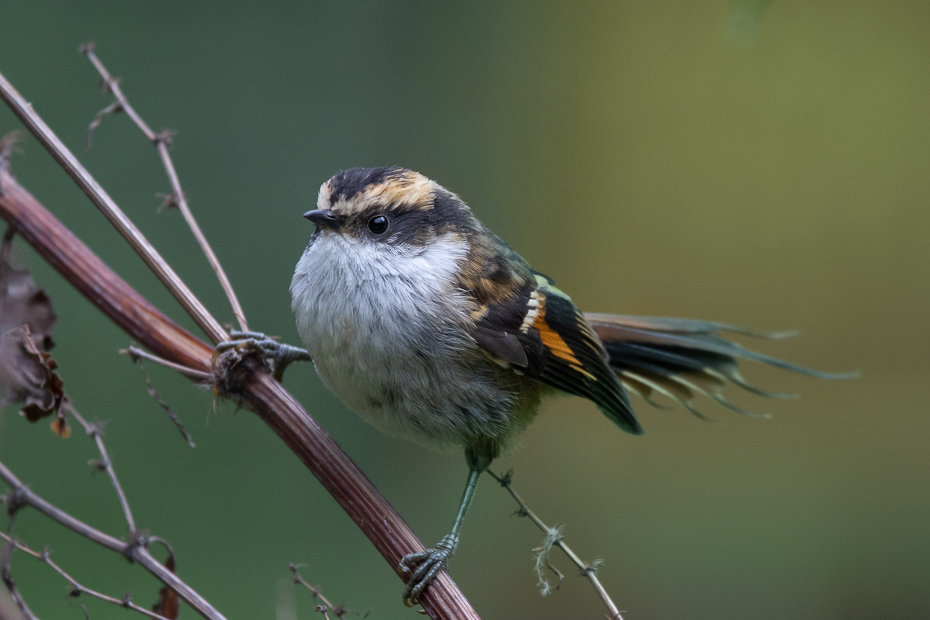  Ostrogonek mały Ptaki Nikon D7200 Sigma 150-600mm f/5-6.3 HSM 0 Patagonia ptak kręgowiec dziób Emberizidae Swamp Sparrow wróbel Wróbel ptak przysiadujący dzikiej przyrody ptak śpiewający