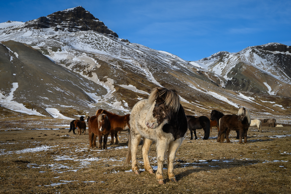  Koń islandzki 0 Islandia Nikon Nikkor 24-70mm f/4 górzyste formy terenu Góra pasmo górskie stado pastwisko pustynia Alpy koń żywy inwentarz dzikiej przyrody