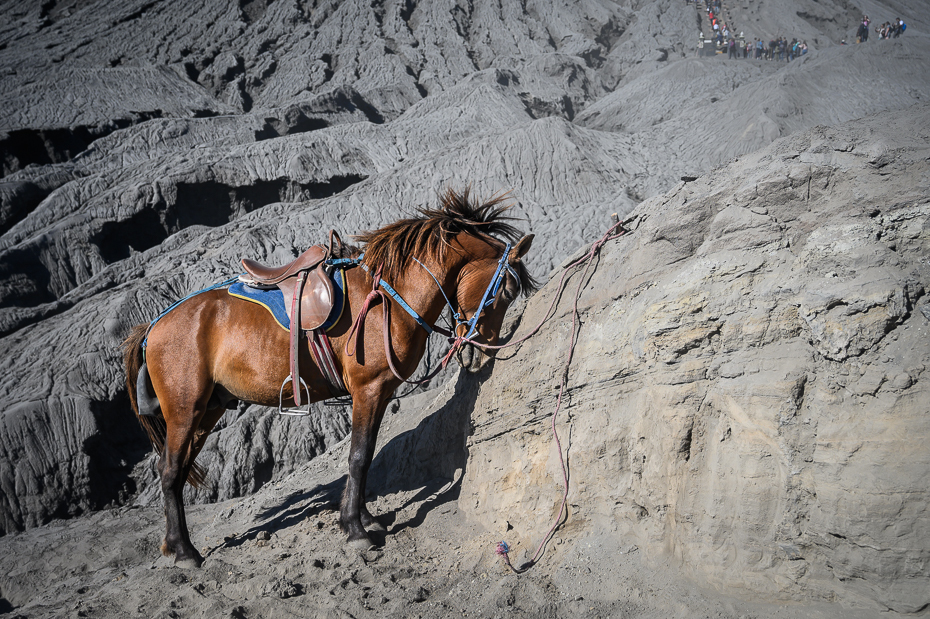  Jeźdźcy Bromo 2019 Indonezja Nikon Nikkor 24-70mm f/4