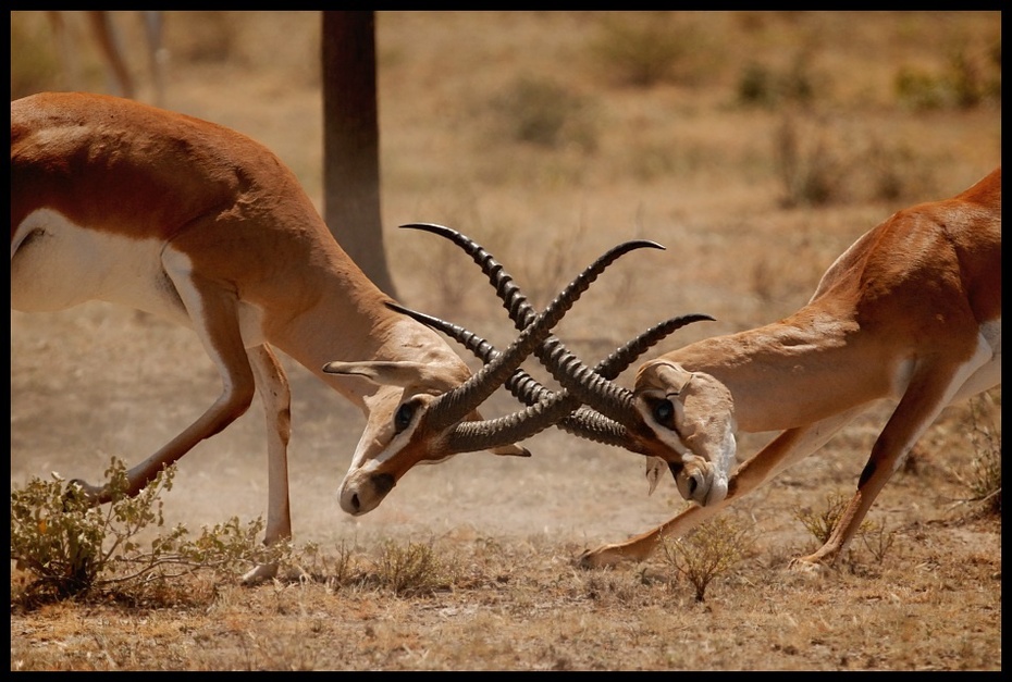  Impale Przyroda impala walka ssaki kenya Nikon D200 Sigma APO 500mm f/4.5 DG/HSM Kenia 0 dzikiej przyrody fauna gazela ekosystem springbok antylopa zwierzę lądowe róg sawanna