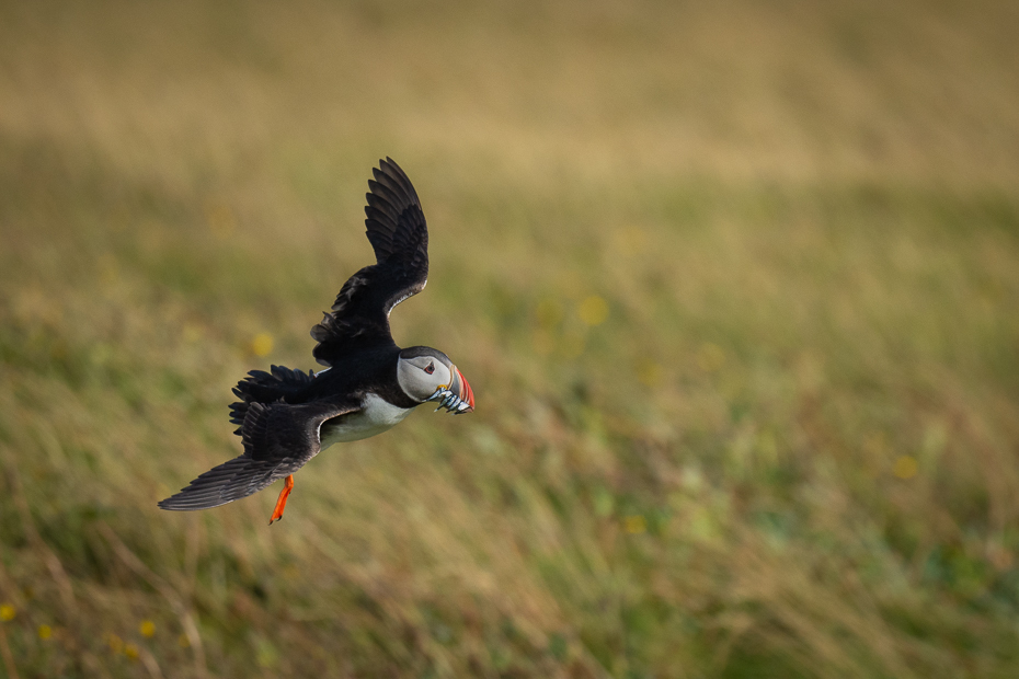  Maskonur 2019 Islandia Nikon D7200 Nikkor 500mm f/5.6E