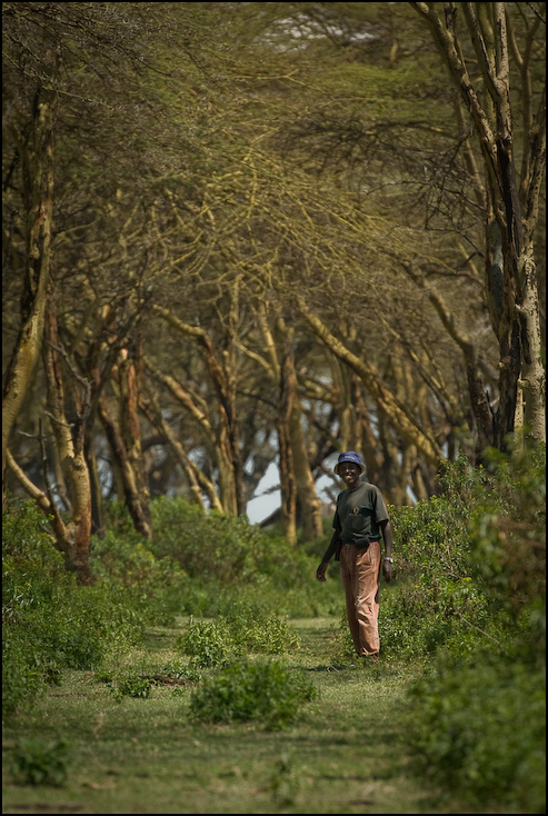  Między drzewami Klimaty Nikon D200 AF-S Nikkor 70-200mm f/2.8G Kenia 0 lesisty teren drzewo Natura ścieżka Zielony ekosystem roślina drzewiasta las pustynia wegetacja