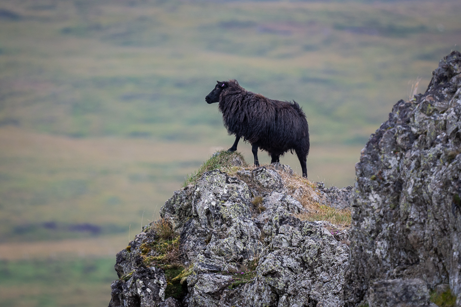  Czarna owca 2019 Islandia Nikon D7200 Nikkor 500mm f/5.6E