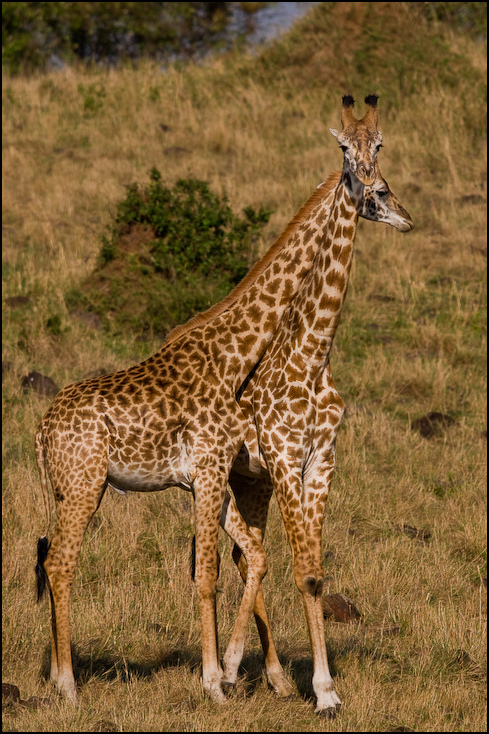  Żyrafy Zwierzęta Nikon D300 Sigma APO 500mm f/4.5 DG/HSM Kenia 0 dzikiej przyrody żyrafa zwierzę lądowe żyrafy fauna ekosystem łąka pustynia sawanna Park Narodowy