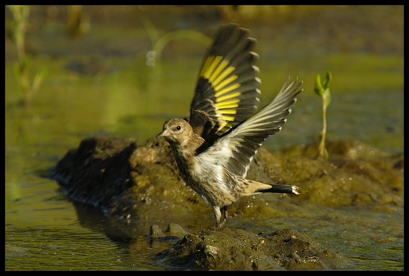 Młody szczygieł Ptaki Szczygieł szczygiel ptaki Nikon D200 Sigma APO 70-300mm f/4-5.6 Macro Zwierzęta ptak fauna woda dzikiej przyrody dziób skrzydło wodny ptak kaczka organizm pióro