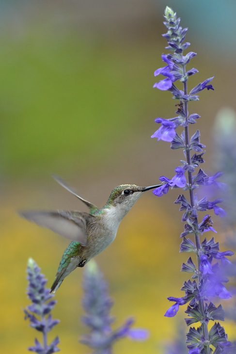  Koliberek rubinobrody Ptaki Nikon D7000 AF-S Nikkor 70-200mm f/2.8G Texas 0 ptak koliber fauna dzikiej przyrody flora dziób kwiat zapylacz wiosna angielska lawenda