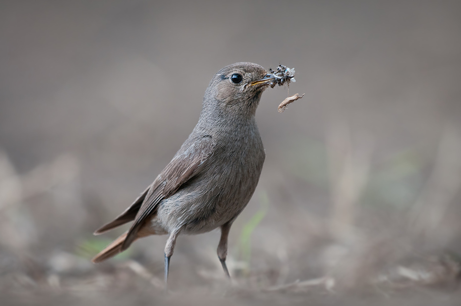  Kopciuszek Ptaki Nikon D300 Sigma APO 500mm f/4.5 DG/HSM Zwierzęta ptak fauna dziób dzikiej przyrody słowik ścieśniać flycatcher starego świata strzyżyk skrzydło organizm