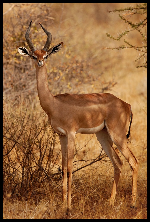  Gerenuk Przyroda gerenuk ssak kenya Nikon D200 Sigma APO 500mm f/4.5 DG/HSM Kenia 0 dzikiej przyrody fauna antylopa zwierzę lądowe impala gazela springbok sawanna róg