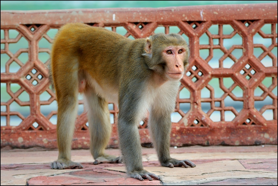  Makak Fauna Nikon D300 Zoom-Nikkor 80-200mm f/2.8D Indie 0 makak fauna ssak prymas stary świat małpa świątynia dzikiej przyrody pysk