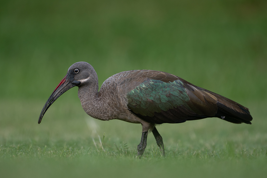  Ibis białowąsy Ptaki Nikon Nikkor 180-600mm f/5.6-6.3 2024 Kenia