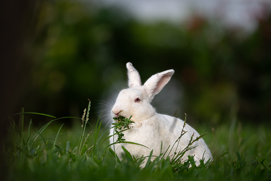  Biały królik Ssaki Nikon Nikkor 180-600mm f/5.6-6.3 2024 Kenia