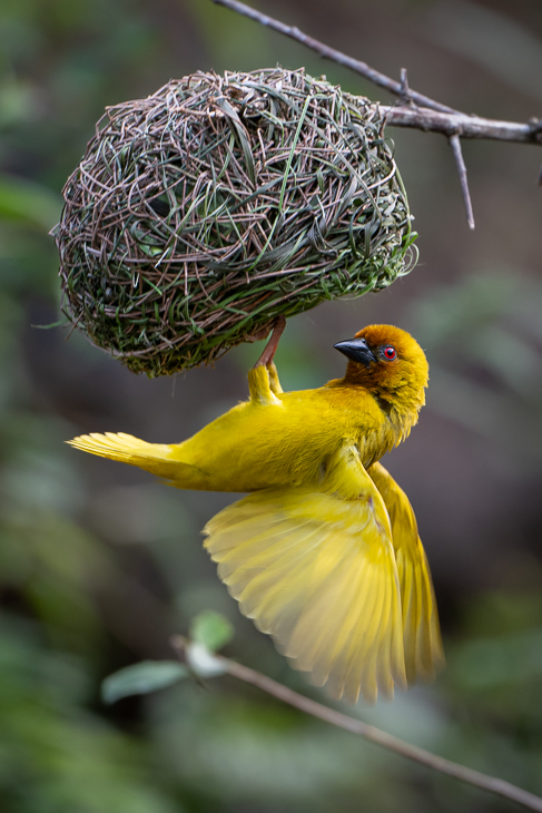  Wikłacz pomarańczowy Ptaki Nikon Nikkor 180-600mm f/5.6-6.3 2024 Kenia
